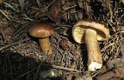 IMG_7527