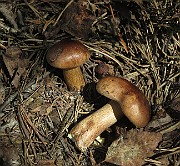 IMG_7528