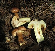 IMG_7529