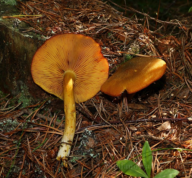 IMG_3759.JPG