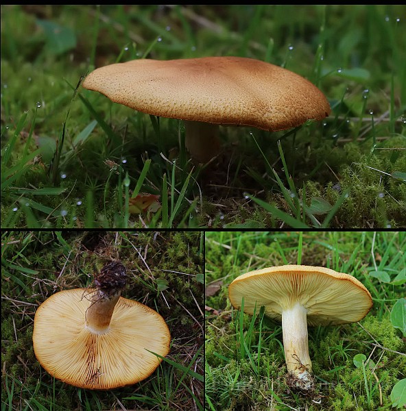 Photoset1.jpg