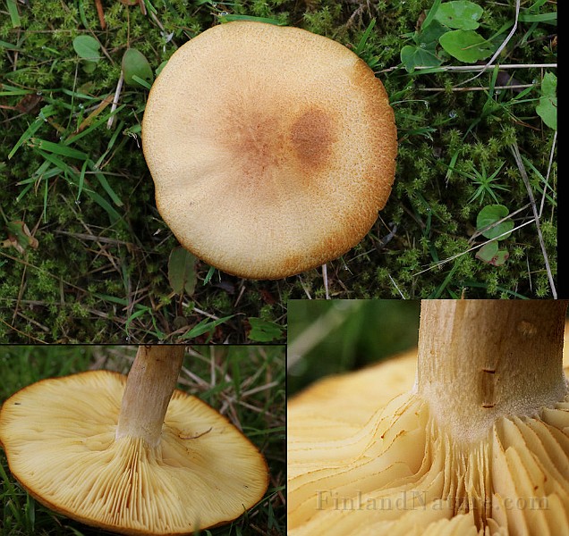 Photoset2.jpg