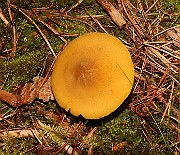 IMG_0910