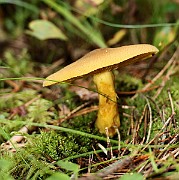 IMG_0914