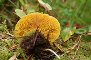 IMG_0915