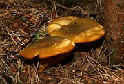 IMG_3758