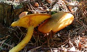 IMG_3761