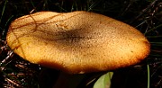 IMG_3767