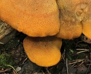 IMG_7736