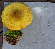 IMG_9601