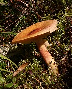 IMG_1161
