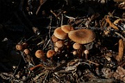 IMG_5982
