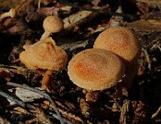 IMG_5983