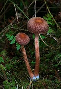 IMG_6198