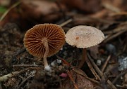 IMG_0943