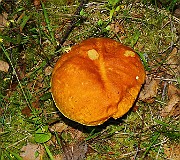 IMG_2090