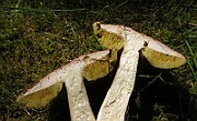 IMG_7690