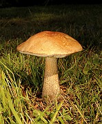 IMG_0737