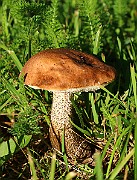 IMG_1571