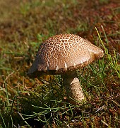 IMG_2178