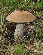 IMG_7220