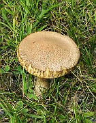 IMG_7221
