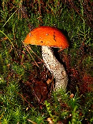 IMG_2134