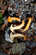 IMG_1152