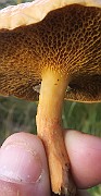 IMG_7363b