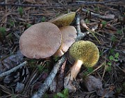 IMG_7548