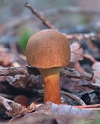 IMG_7556
