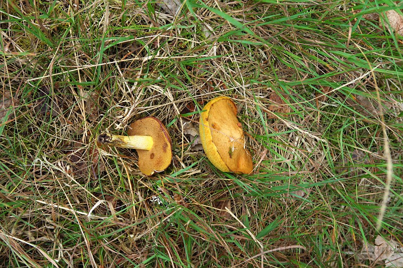 IMG_0596.JPG