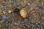 IMG_0051