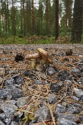 IMG_0056