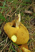 IMG_0598