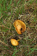 IMG_0600