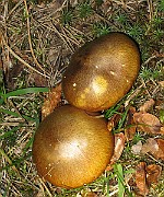 IMG_8080