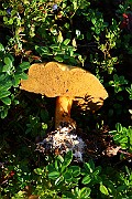 IMG_0975