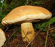 IMG_0035