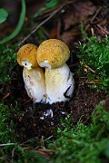 IMG_0910