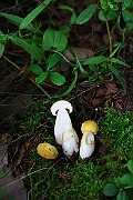 IMG_0914