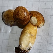 IMG_1054s