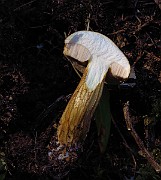 IMG_2196