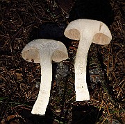 IMG_2203