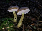 IMG_6101