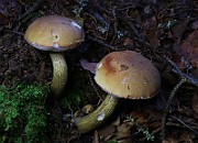 IMG_6104