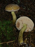 IMG_6106
