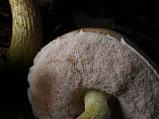 IMG_6108