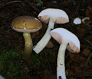 IMG_6109