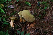 IMG_2333
